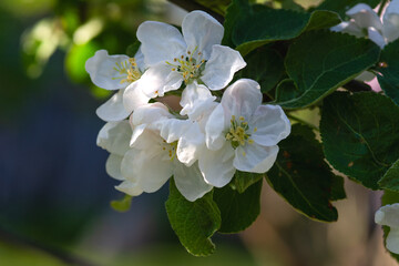 Blooming apple tree branch close up