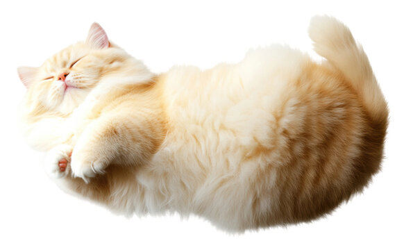 Fluffy cat lounging peacefully on a soft surface