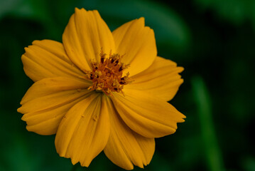 yellow flower on green background