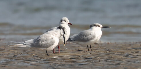 Sandwich Tern, Thalasseus sandvicensis, and common Black-headed Gull on beach, birds of Montenegro	