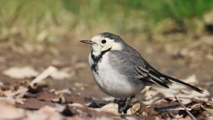 White Wagtail, Motacilla alba, birds of Montenegro	