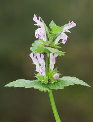 wild plants, medicinal plants, medicinal flowers photos