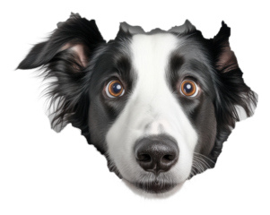 Dog head breaking through a wall with expression