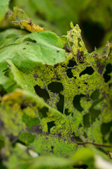 close-up of damaged green leaves with decay and insect holes.