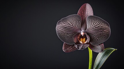Dark Orchid Close Up On Dark Background