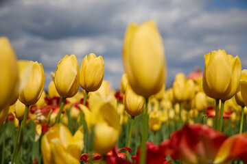 Obraz premium Bright yellow tulips under cloudy sky