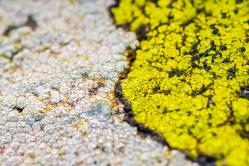 vibrant lichen on weathered rock surface.