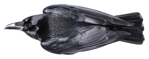 Stunning black raven on transparent bg