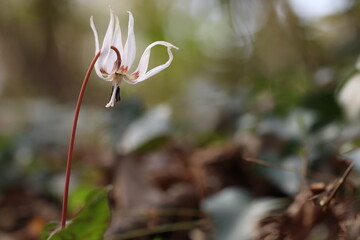 fiore di dente di cane nel bosco