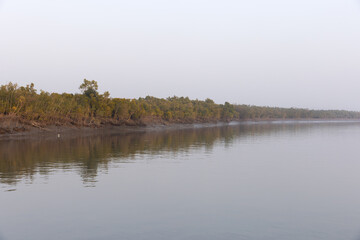 Little egret feeding in mangrove forest of Sundarban tiger reserve, India