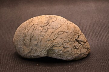 Fossile Austernmuschel  (Pycnodonte vesicularis), Dickmuschel