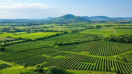 Food and water security are essential for sustainable living. Lush green vineyards under a clear blue sky with rolling hills in the background.