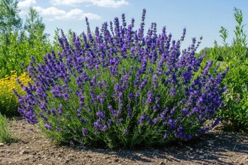 Obraz premium Vibrant Lavender Bush in Bloom: A Scenic Field of Purple Flowers against a Blue Sky