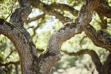 Fototapeta premium Sunlight filters through the dense canopy, highlighting the gnarled branches of ancient trees in a serene forest.