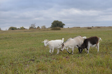 Friendly goat standing on a field