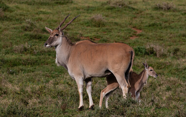 Portrait of an eland cow protecting her calf