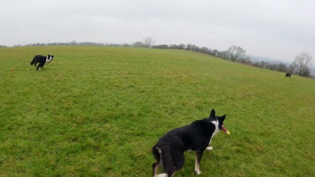 Border Collie dogs farm dogs playing with toys in the UK winter time in a field grey skies playful dogs 