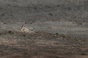 prairie dog and pup hiding
