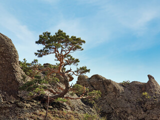Conifer tree on rocks top on sky background  (Demerdzhi Mount, Crimea, Ukraine )