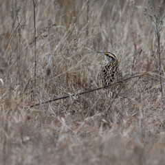 Sturnella bird in grass