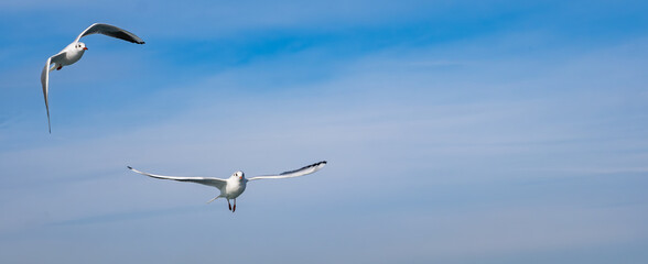 Many seagulls bird flying in clear blue sky. Beautiful group of seagulls fly over the sea. Copy space