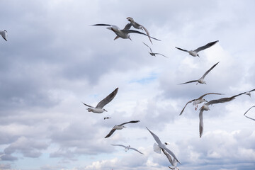 Flock of seagulls flying in a cloudy sky. Many seagulls bird soaring through the air against cloudy sky