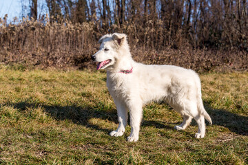 Fototapeta premium A Swiss Shepherd puppy is standing on the grass in the autumn garden.