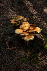 A close-up of Golden Pholiota Mushrooms growing on a stump in the forest on a sunny summer day (Pholiotaaurivella)