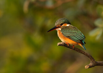 Common kingfisher perched on mangrove tree at Sundarban tiger reserve, India