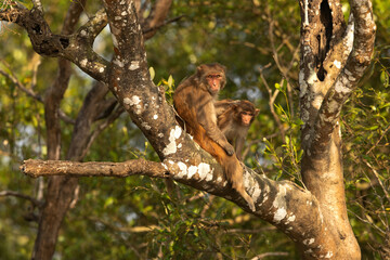Rhesus monkey with a juvenile on a tree at Sundarban tiger reserve, India