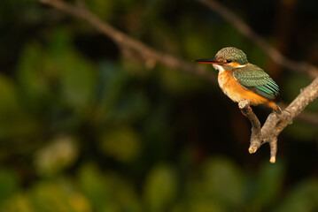 Common kingfisher perched on mangrove tree at Sundarban tiger reserve, India