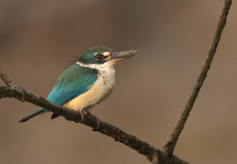 Closeup of a collared kingfisher perched on mangrove tree at Sundarban tiger reserve, India