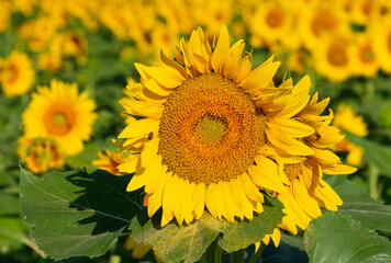 Naklejka premium yellow flowers, agricultural products. photos of sunflowers.