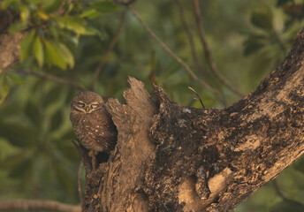 Spotted owlet perched on mangrove tree at Sundarban tiger reserve, India