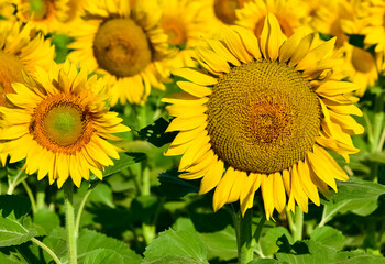 yellow flowers, agricultural products. photos of sunflowers.