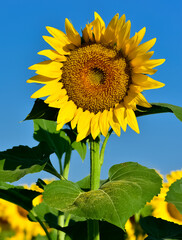 yellow flowers, agricultural products. photos of sunflowers.