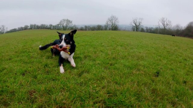Border Collie dogs farm dogs playing with toys in the UK winter time in a field grey skies playful dogs 