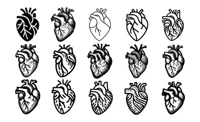 anatomical hearts collection black and white vector