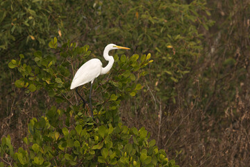 Great egret perched on mangrove tree at Sundarban tiger reserve, India