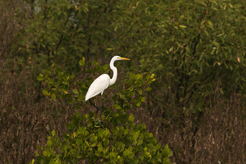 Great egret perched on mangrove tree at Sundarban tiger reserve, India