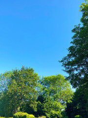 Clear BLue Sky and Green Trees in the Summer