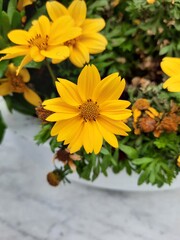  yellow flowers