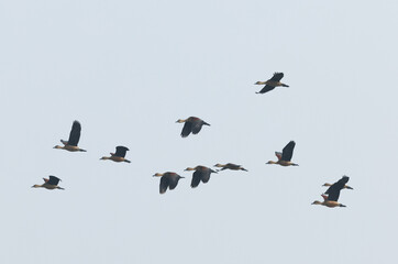 whistling ducks in flight at Sundarban tiger reserve, India