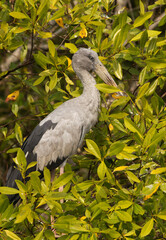 Asian openbill on mangrove tree at Sundarban tiger reserve, India
