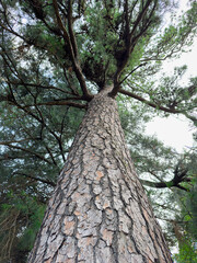Tall Tree Viewed From Ground Level Under Clear Sky. Generative AI