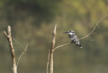 Pied kingfisher perched on mangrove tree at Sundarban tiger reserve, India