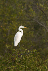 Great egret perched on mangrove tree at Sundarban tiger reserve, India
