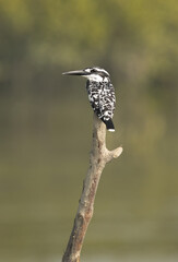 Pied kingfisher perched on mangrove tree log at Sundarban tiger reserve, India