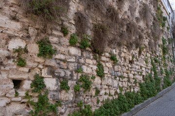 An old stone wall covered in green plants, with narrow street background. Weathered stone wall with creeping vegetation, standing beside paved walkway