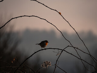 bird on a branch